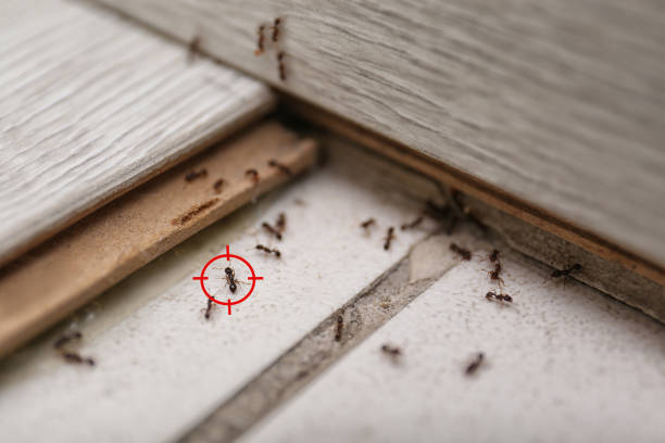 Wasp Removal Services in Greenville, NY