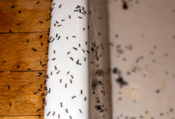 Best Best Pest Control Companies  in Greenville, NY